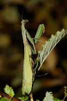 Mantis religiosa (Mantide religiosa)